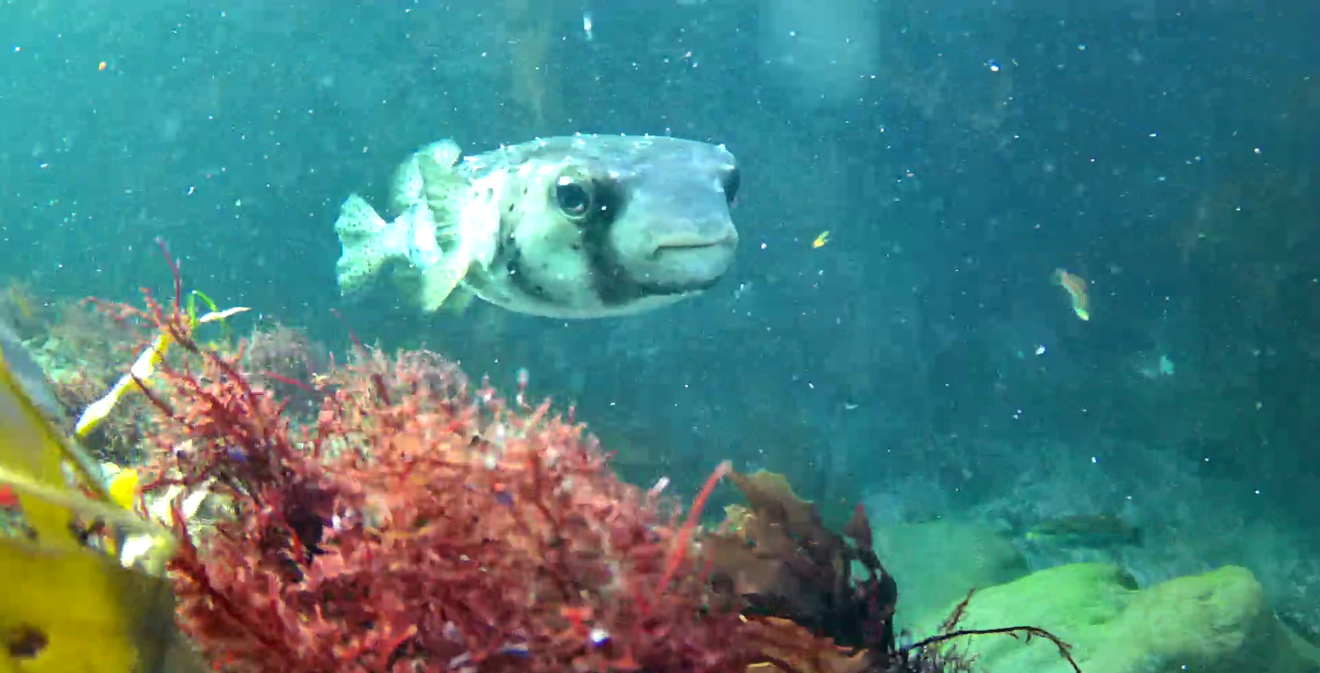 南房総　野島崎　渚弁財天下の磯