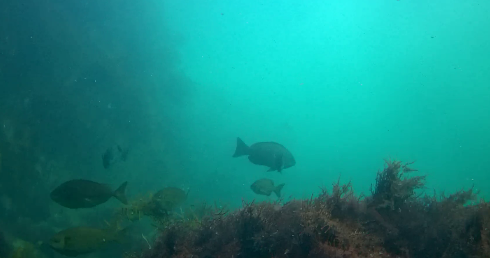 南房総　野島崎　渚弁財天下の磯