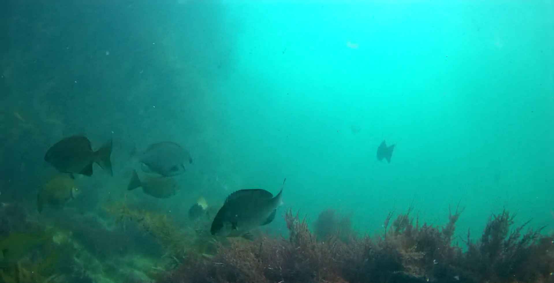 南房総　野島崎　渚弁財天下の磯