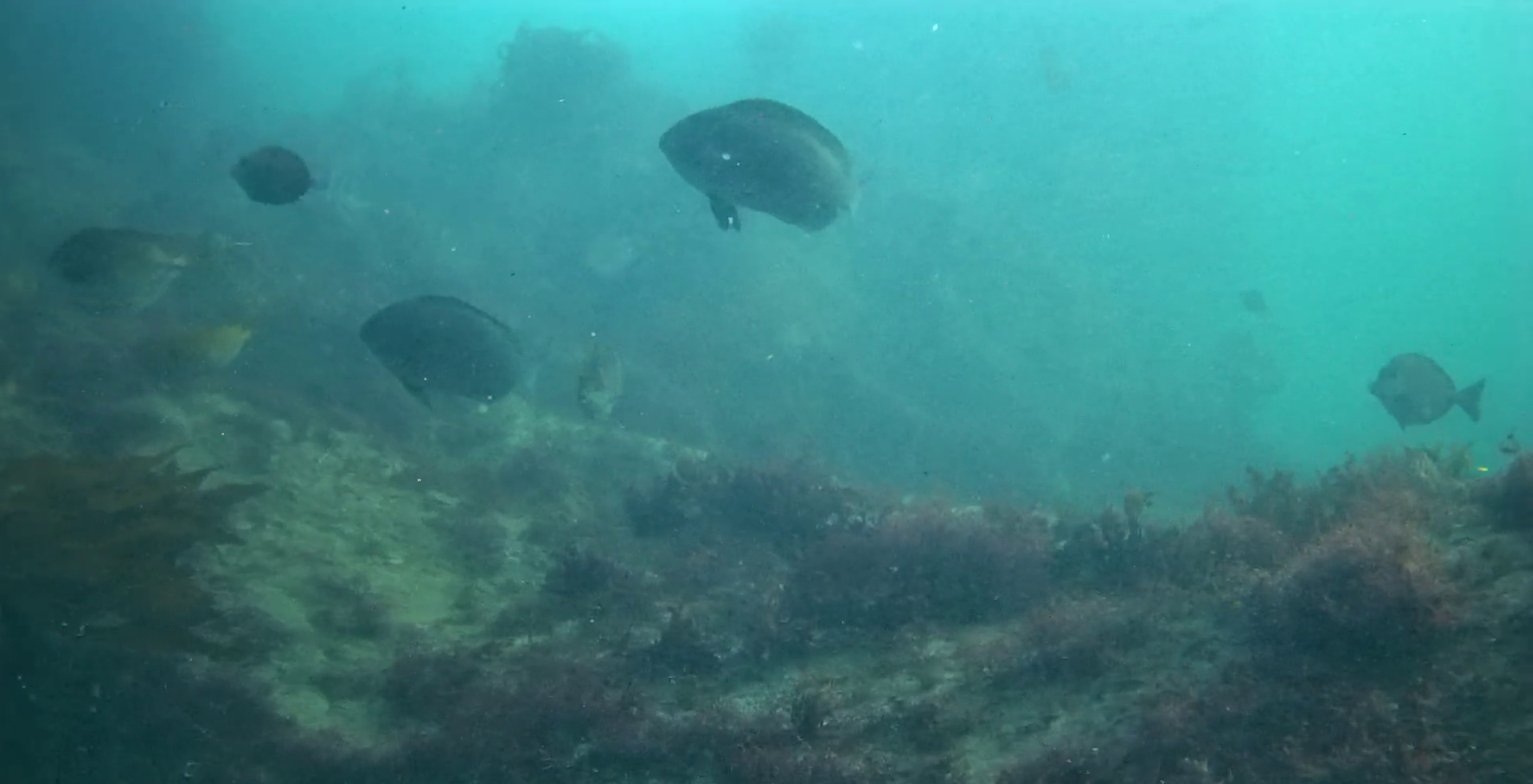 南房総　野島崎　渚弁財天下の磯