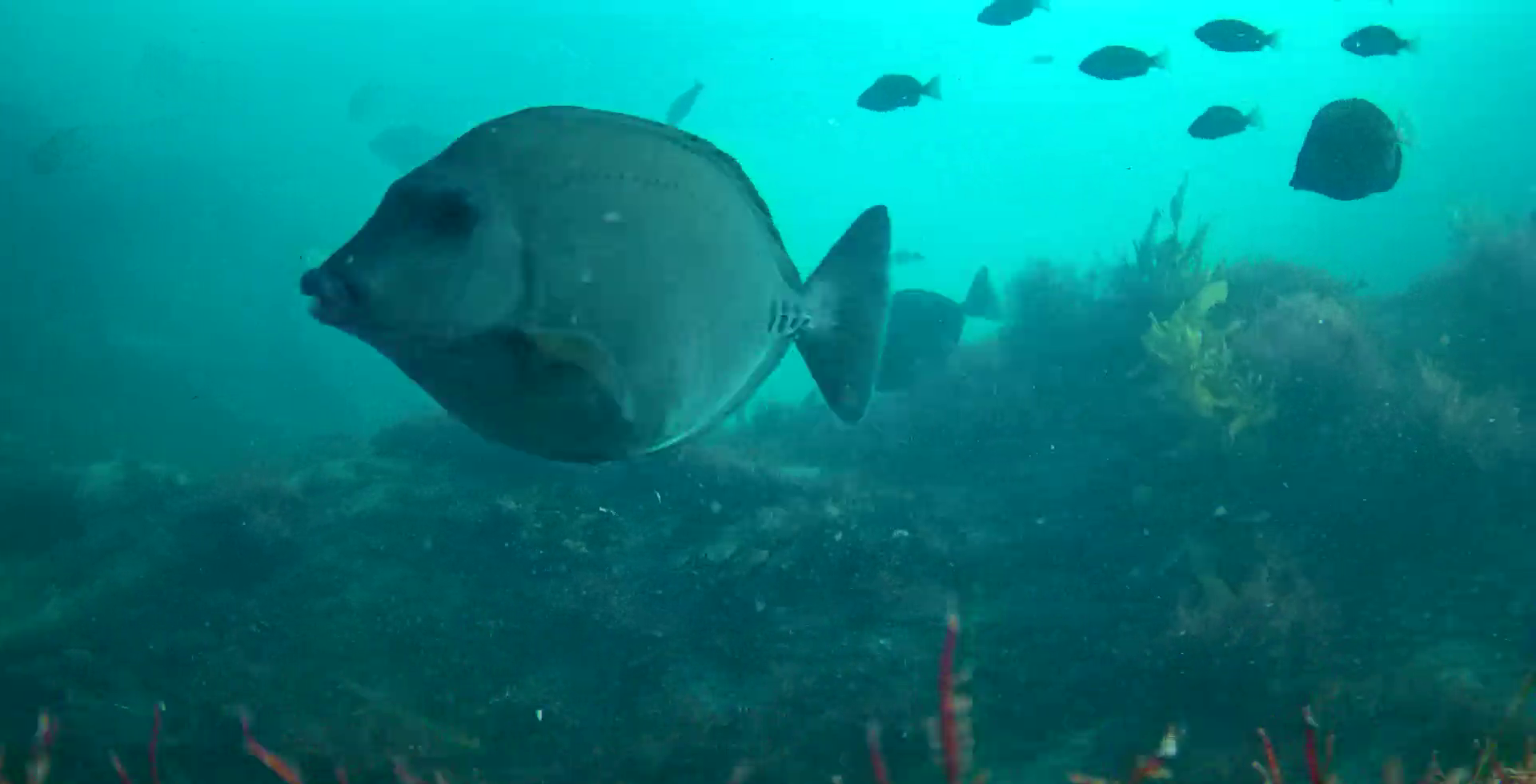 南房総　野島崎　渚弁財天下の磯