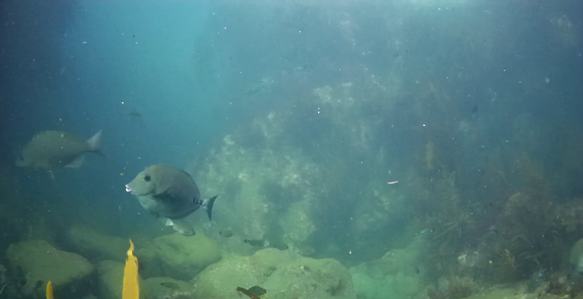 南房総　野島崎　渚弁財天下の磯