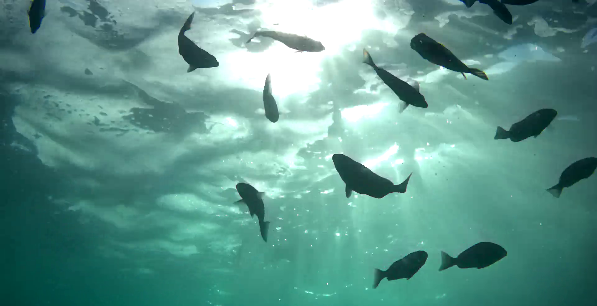 南房総　野島崎　渚弁財天下の磯