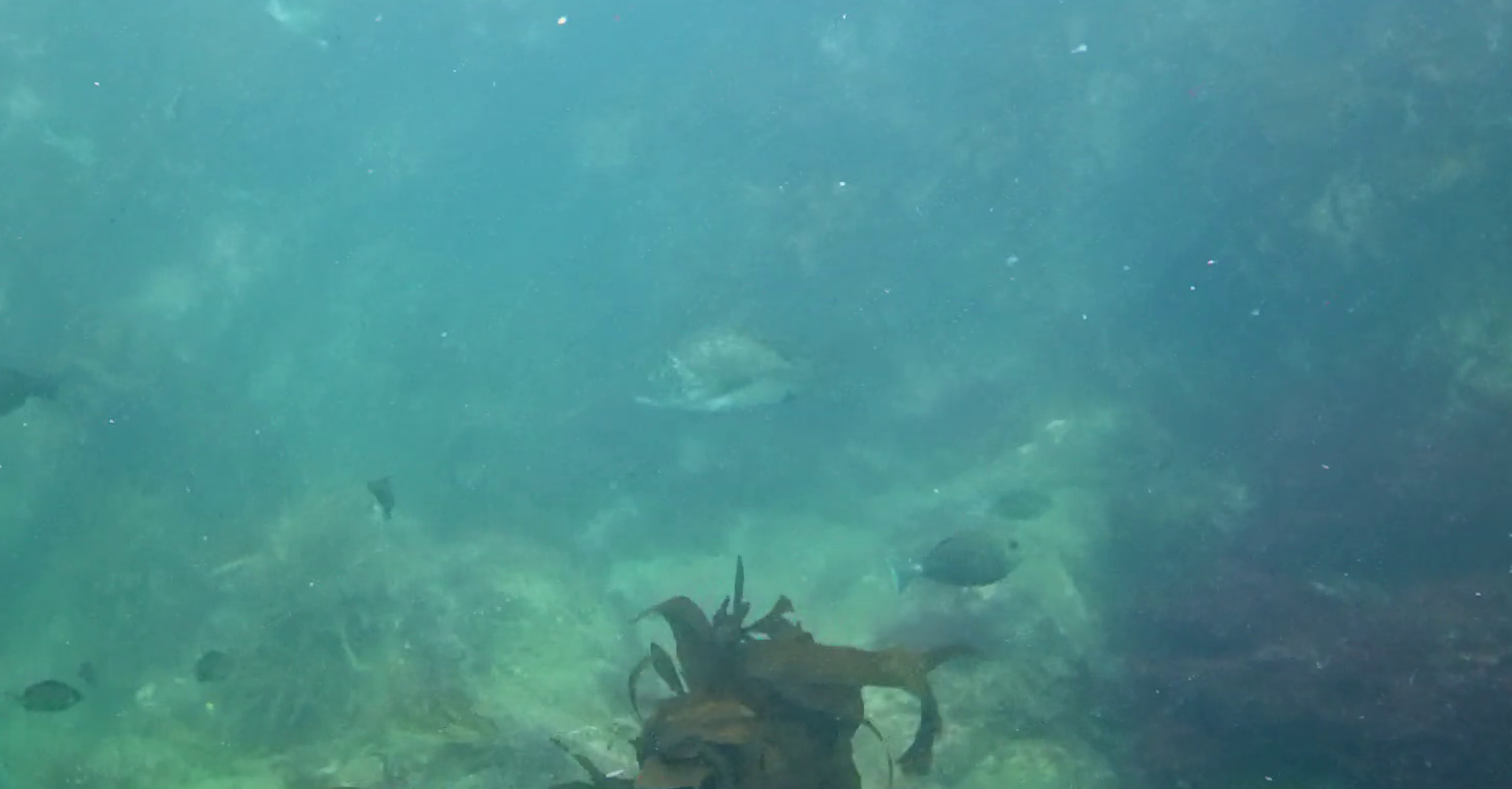 南房総　野島崎　渚弁財天下の磯