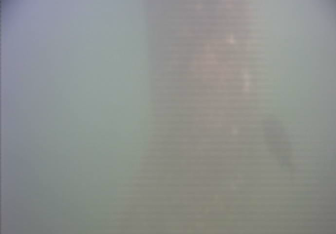 鶴見川河口　国道駅前　釣り　水中映像