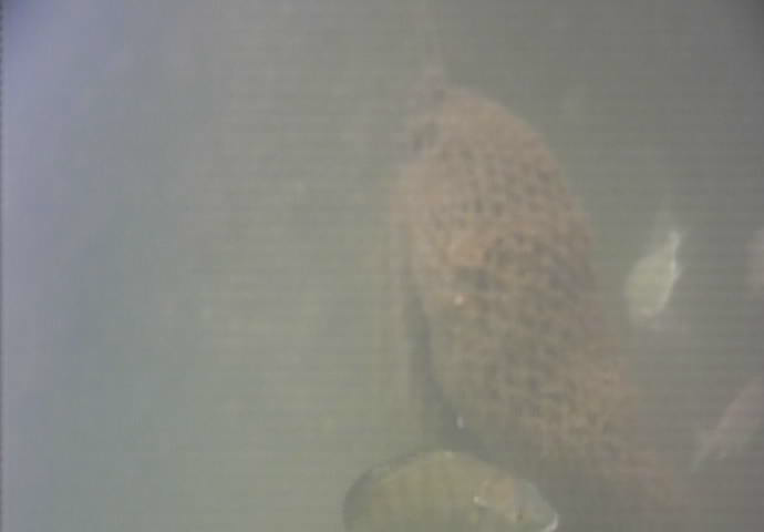 鶴見川河口　国道駅前　釣り　水中映像