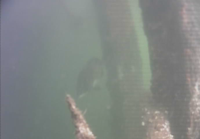 鶴見川河口　国道駅前　釣り　水中映像