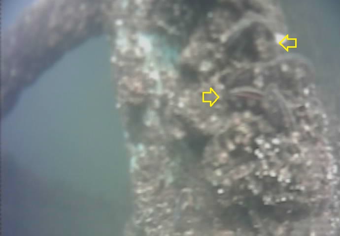 鶴見川河口　国道駅前　釣り　水中映像