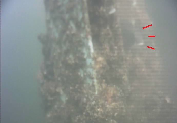 鶴見川河口　国道駅前　釣り　水中映像