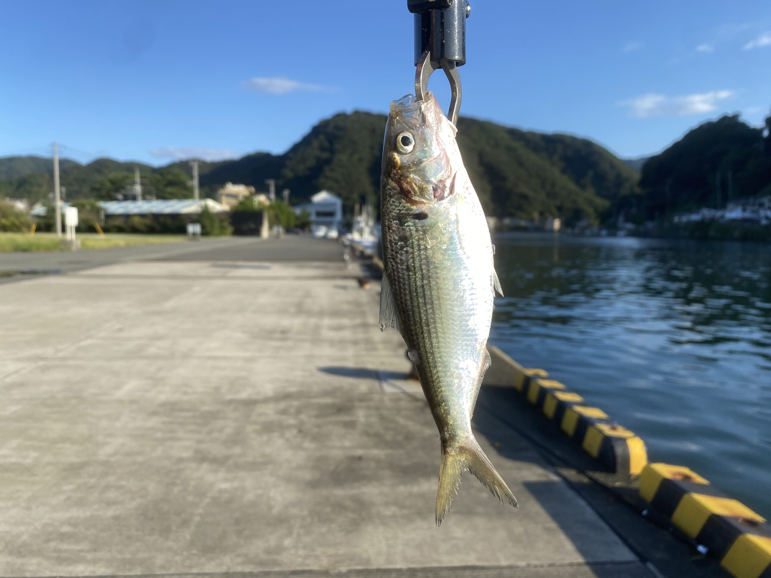 松崎港（旧港）　釣り　釣果　コノシロ