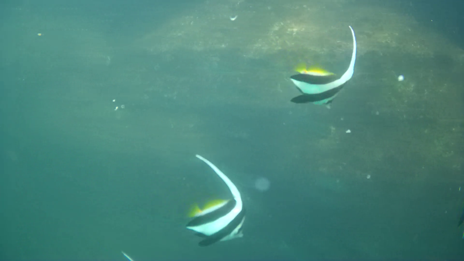 松崎新港　釣り　水中映像