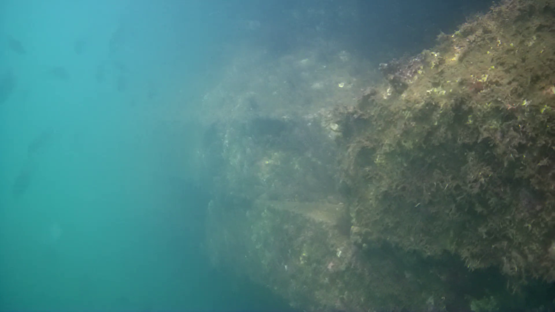 松崎新港　釣り　水中映像