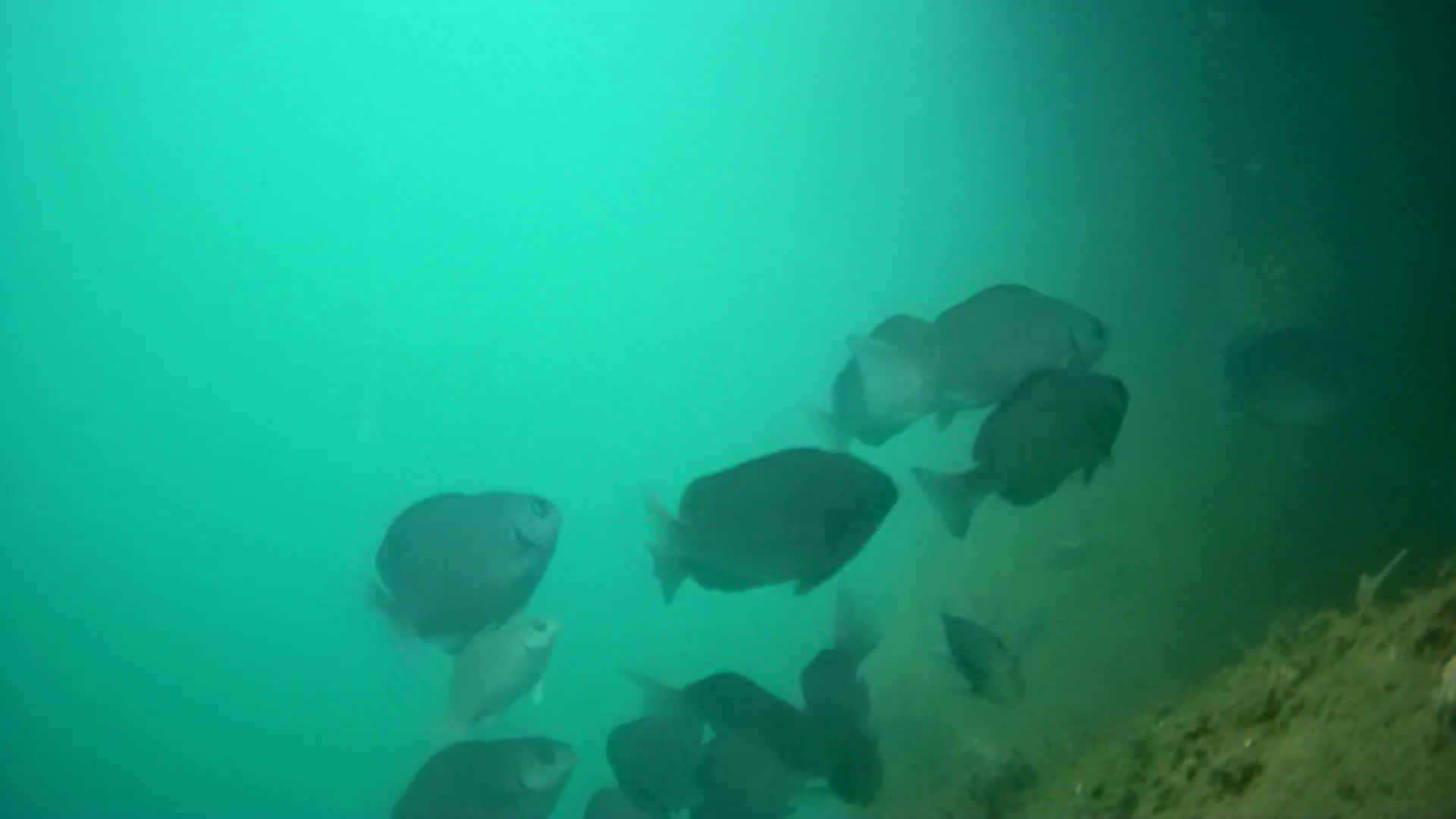 松崎新港　釣り　水中映像