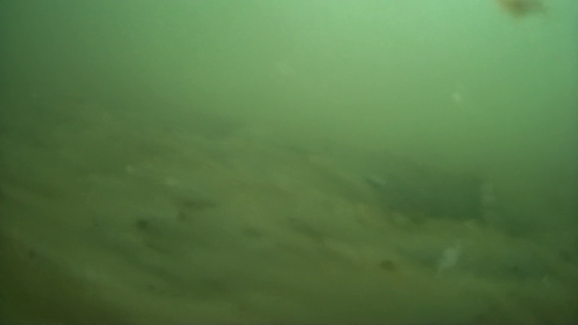 松崎新港　釣り　水中映像