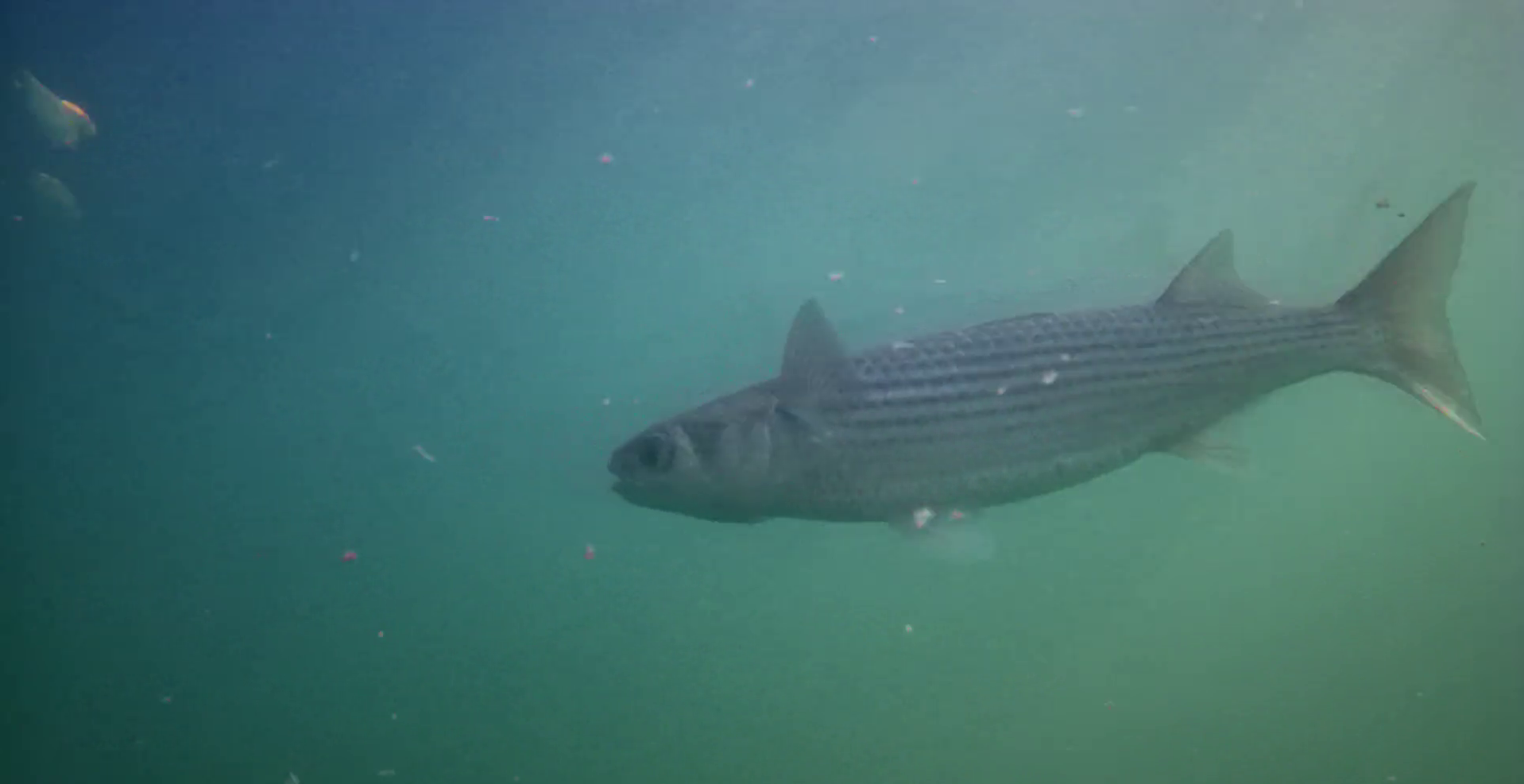 松崎港（旧港）　釣り　水中映像