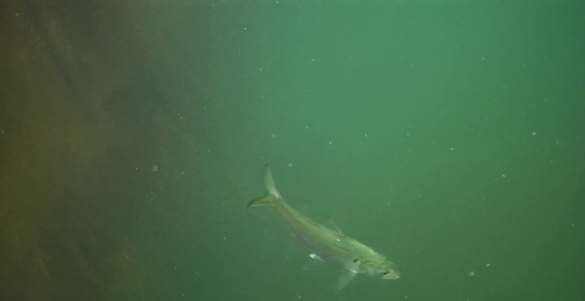 松崎港（旧港）　釣り　水中映像