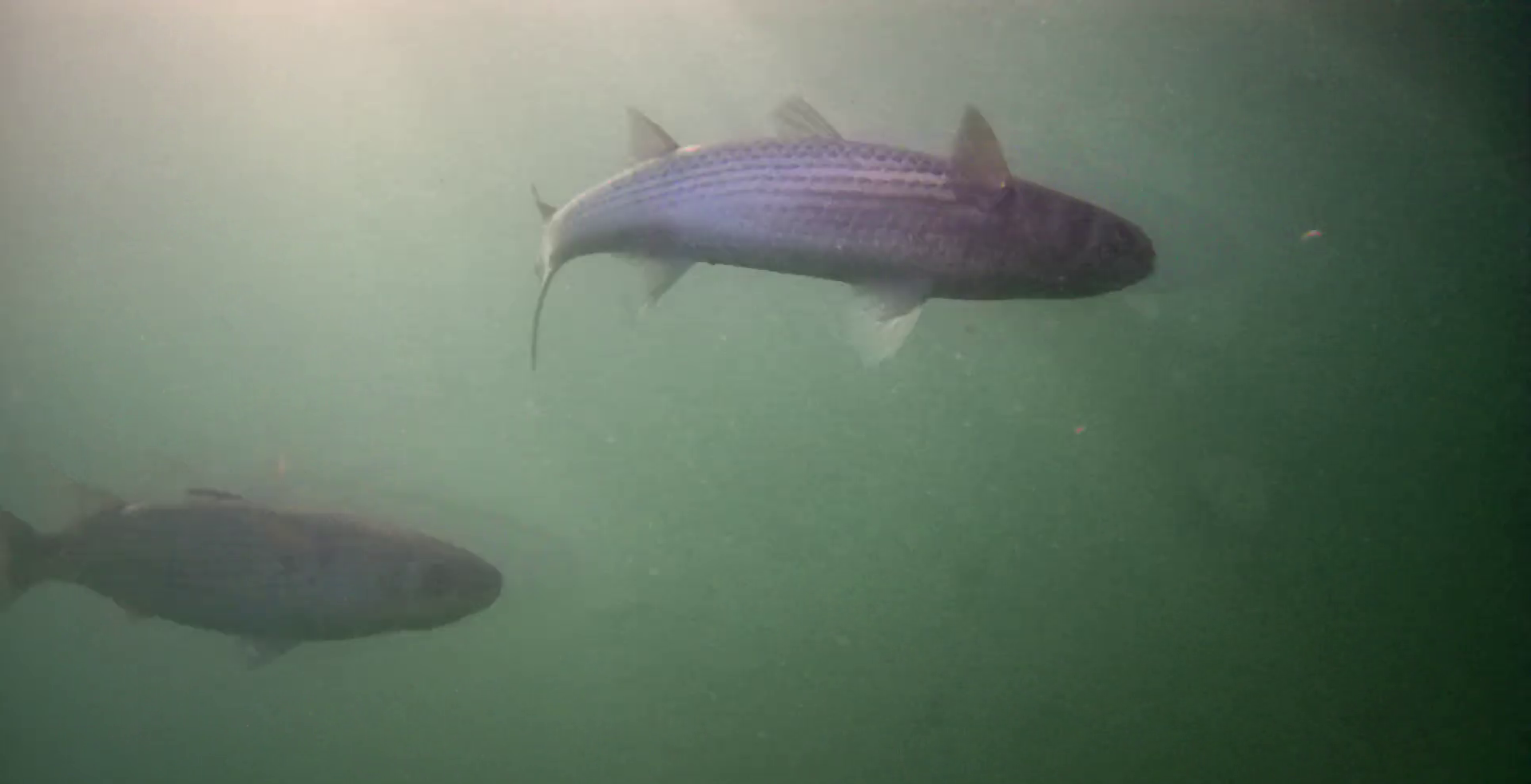 松崎港（旧港）　釣り　水中映像