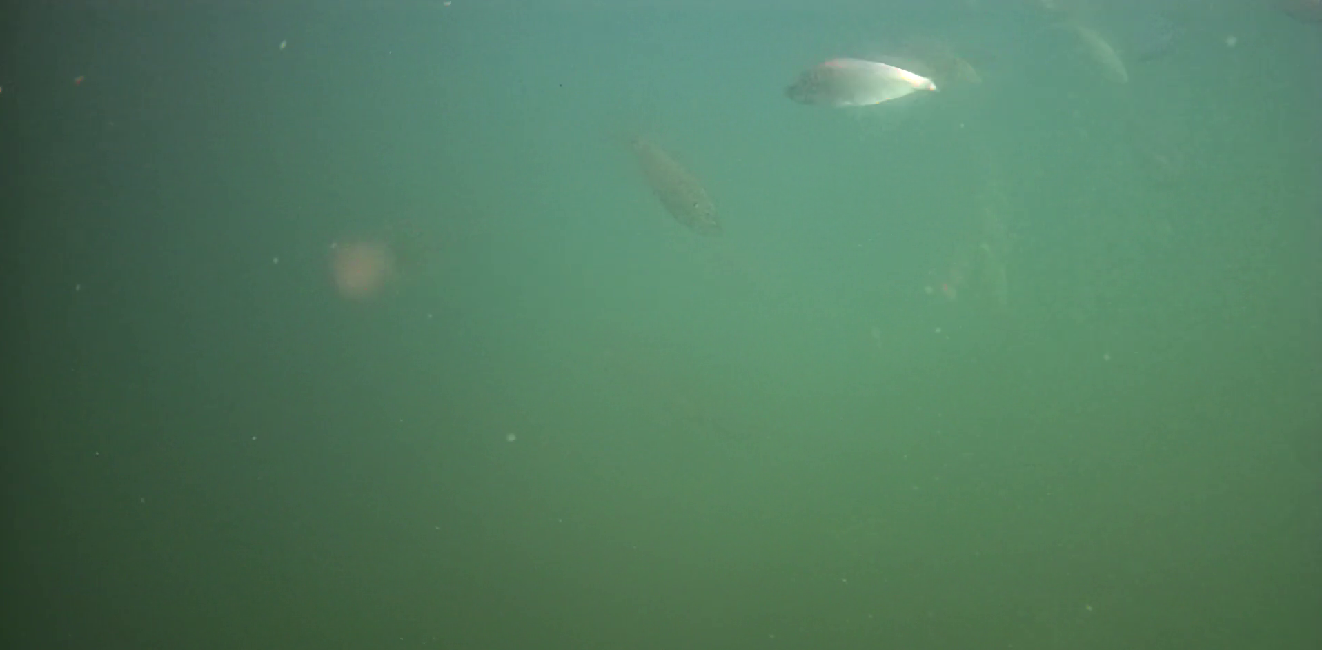 松崎港（旧港）　釣り　水中映像
