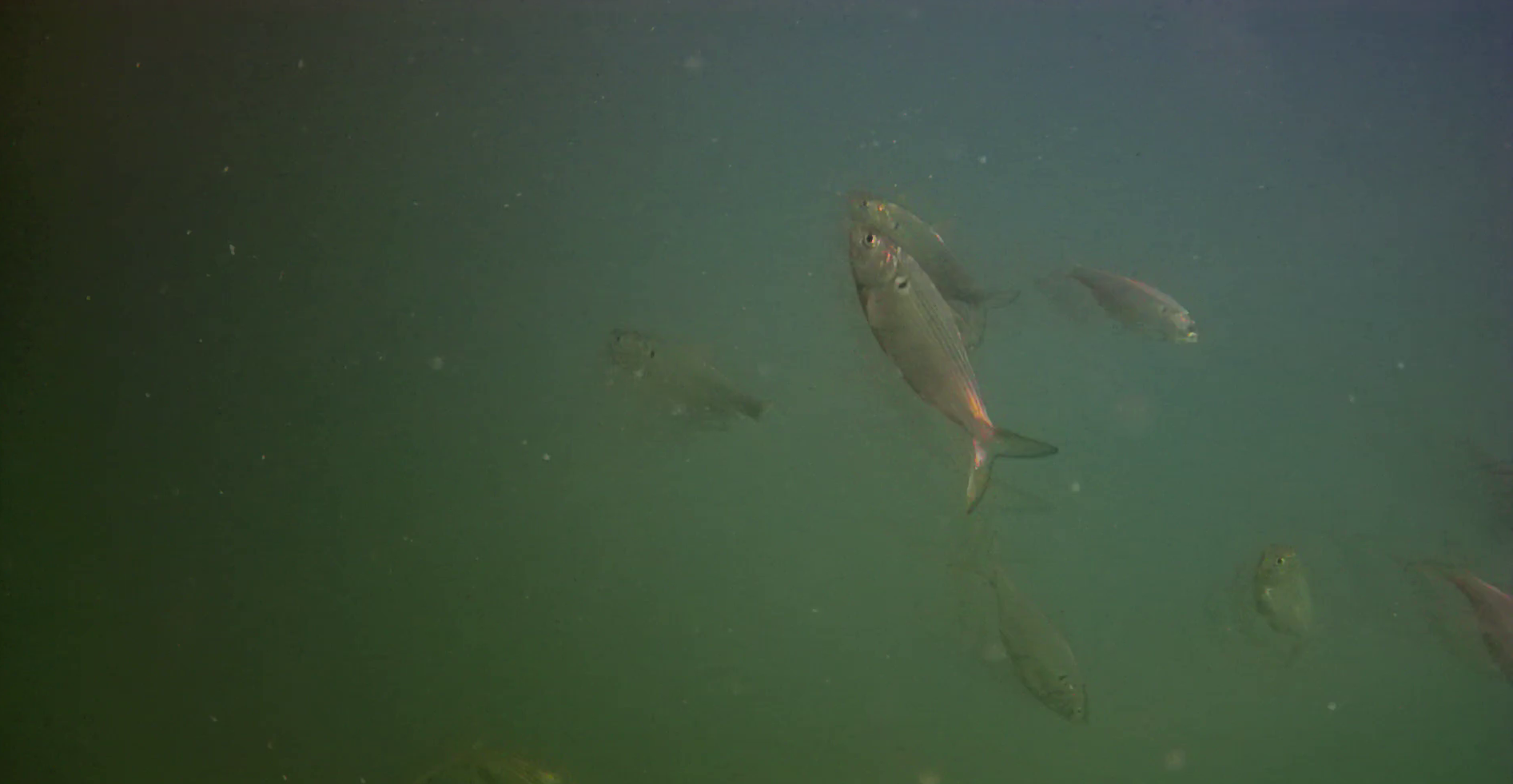 松崎港（旧港）　釣り　水中映像