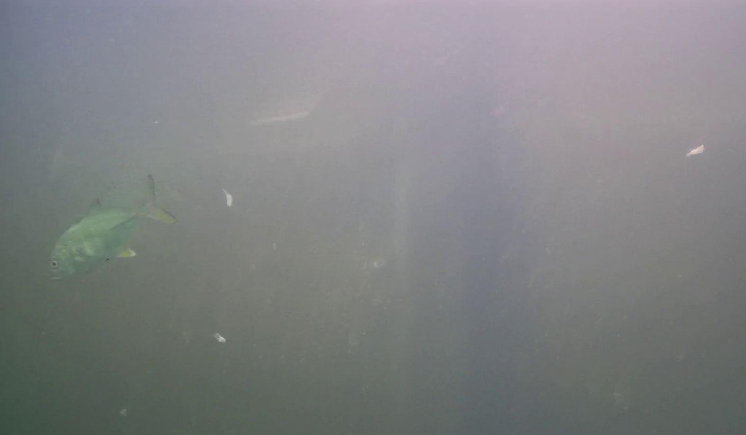 松崎港（旧港）　釣り　水中映像