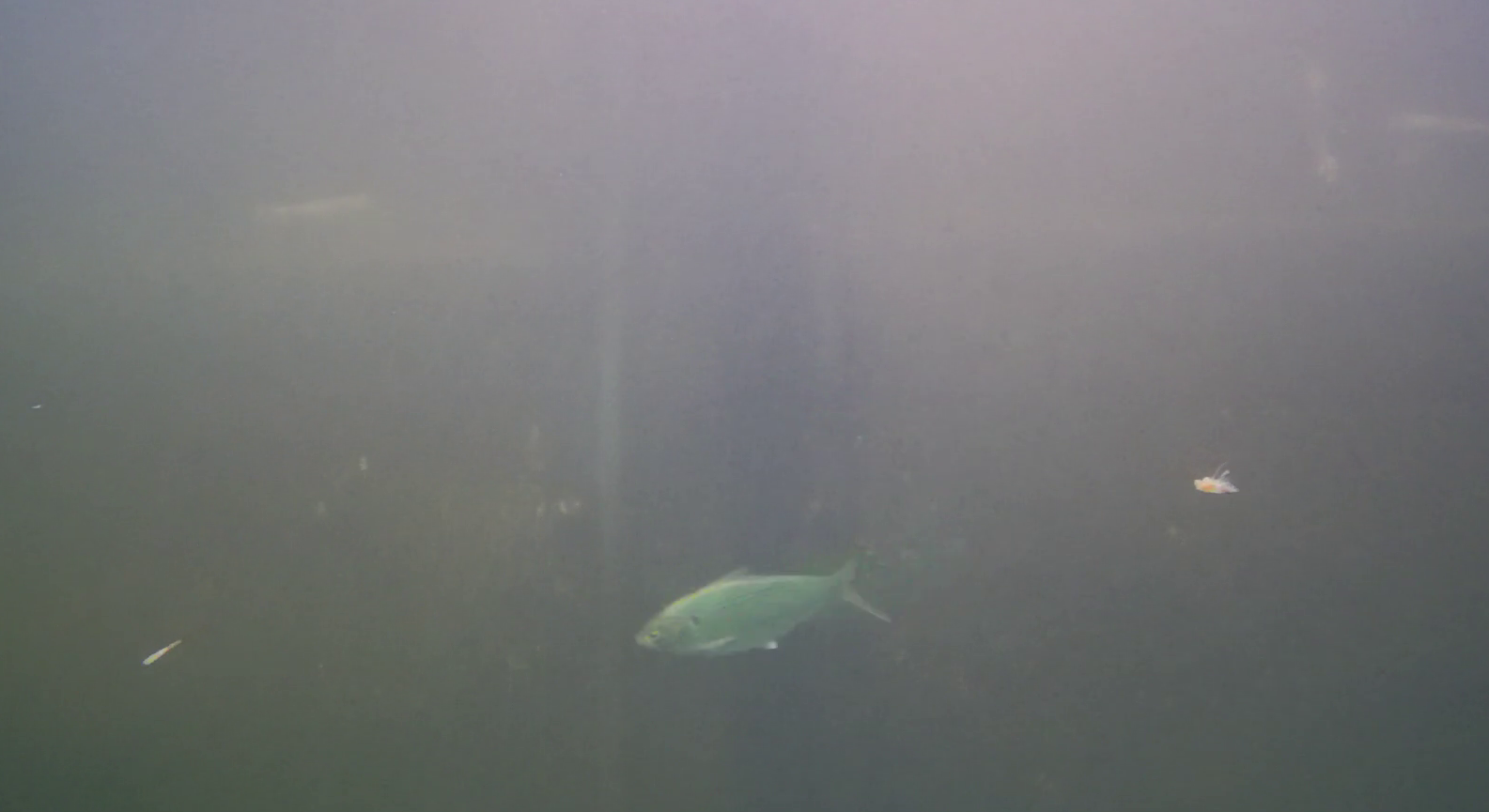 松崎港（旧港）　釣り　水中映像