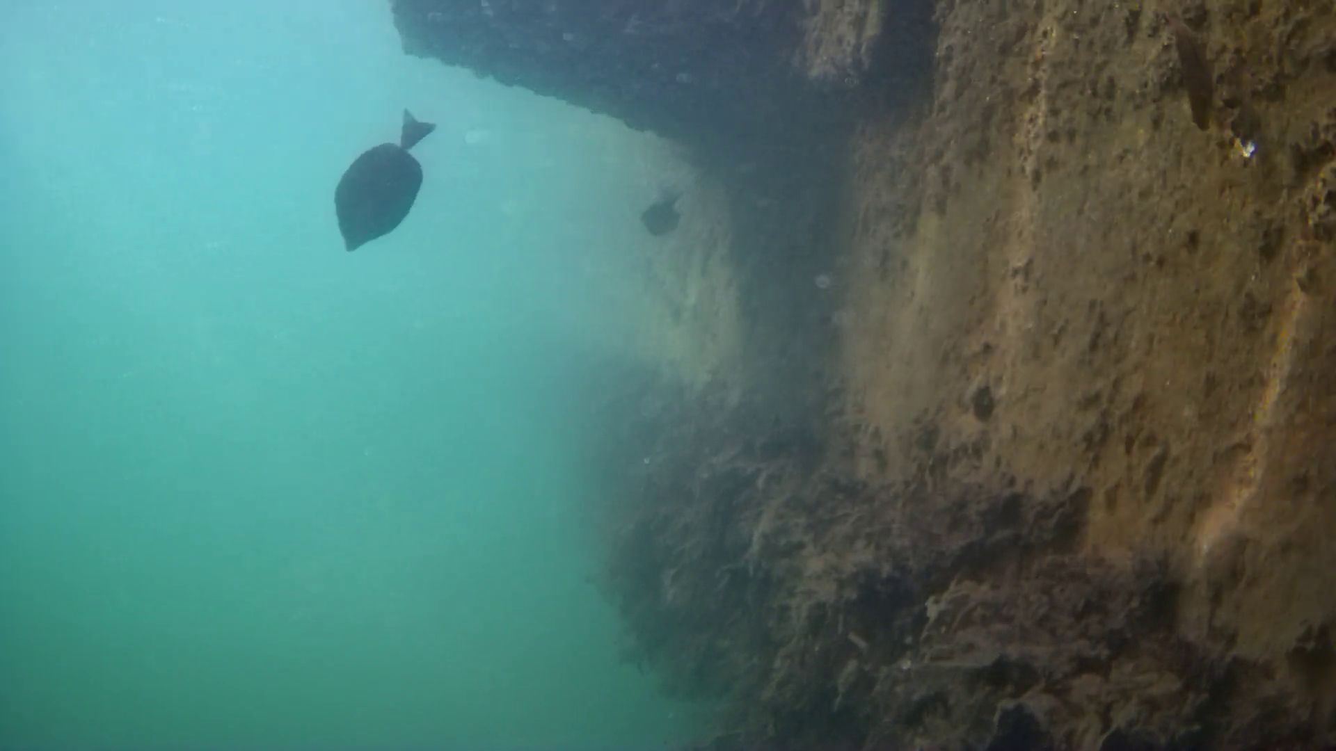 松崎港（旧港）　釣り　水中映像