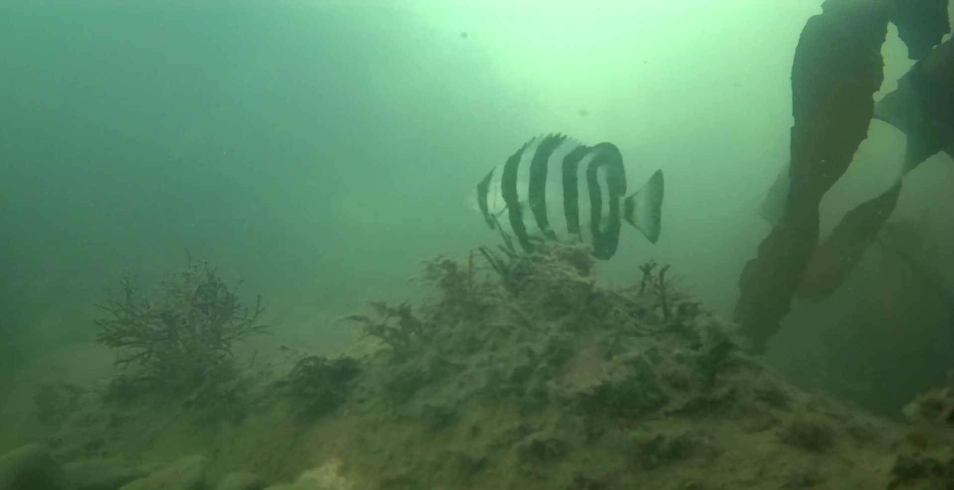 川口漁港（千葉）　釣り　水中映像