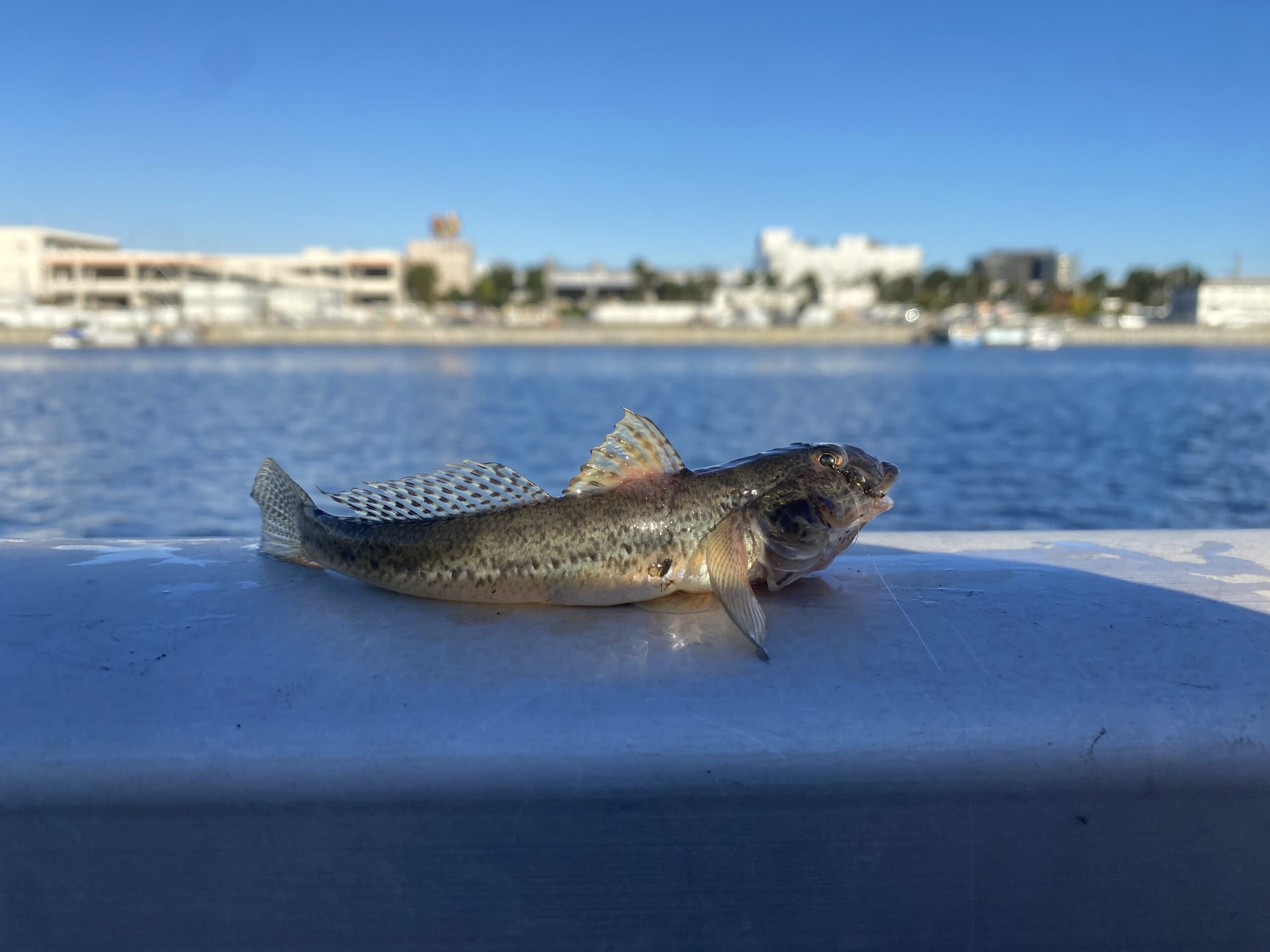 おおたキャナルサイドウォーク 釣り