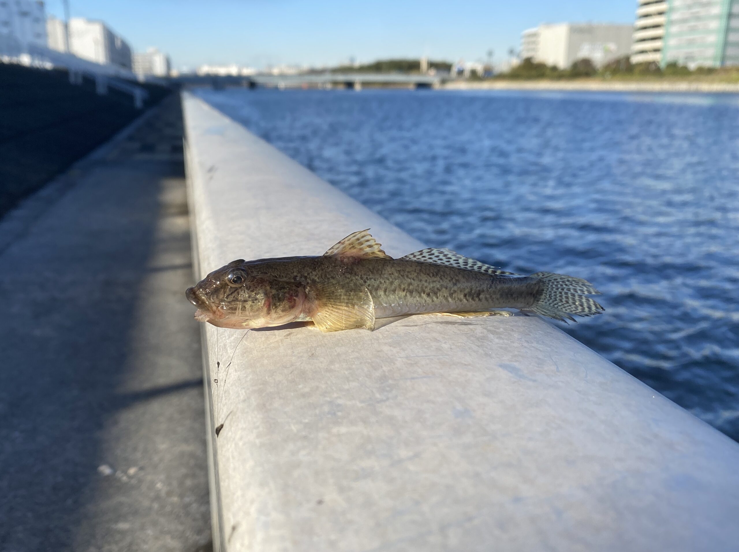 おおたキャナルサイドウォーク 釣り