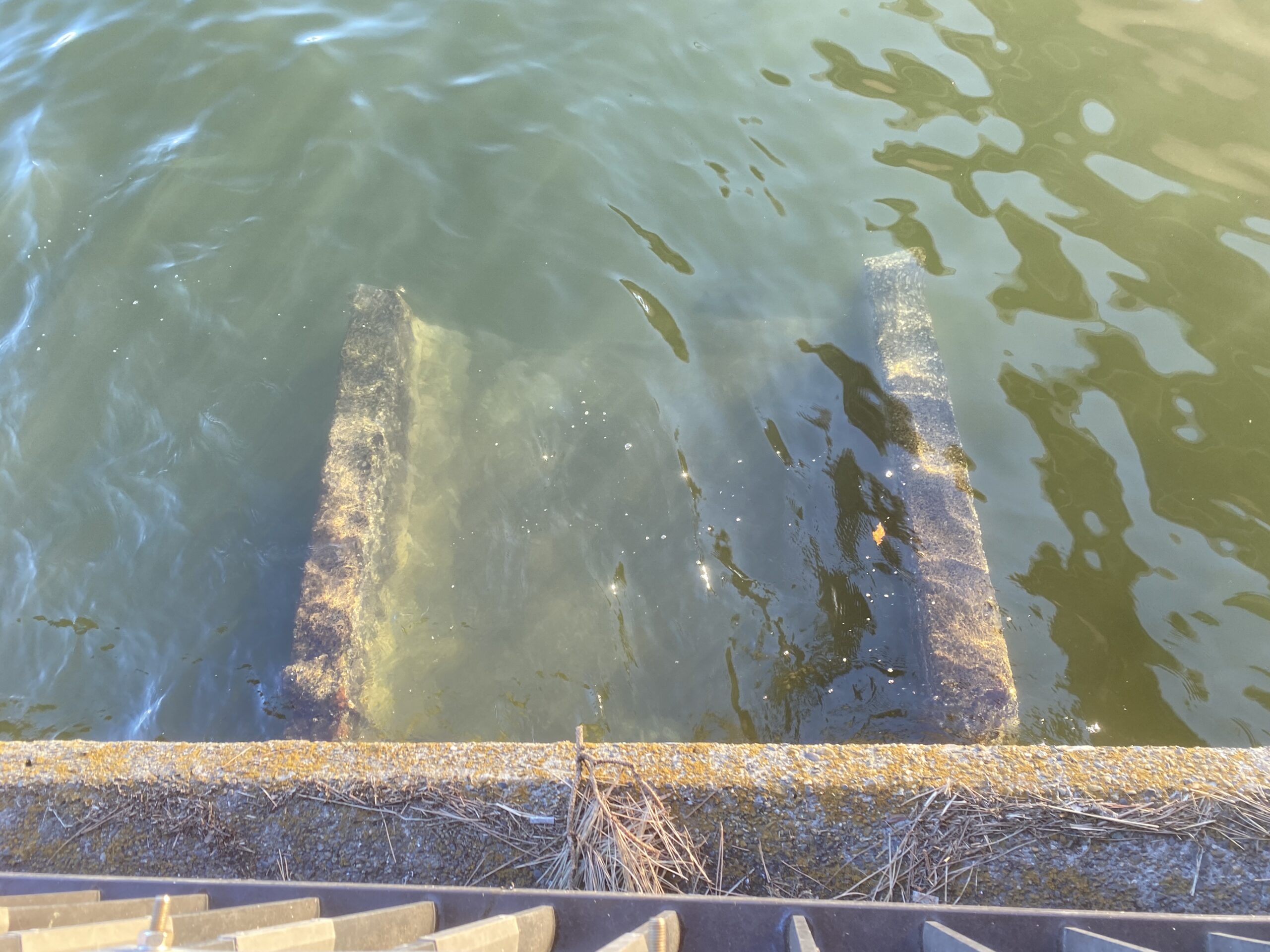 東海緑道公園　釣り