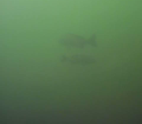 おおたキャナルサイドウォーク 釣り 水中映像