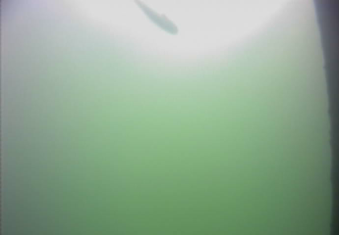 おおたキャナルサイドウォーク 釣り 水中映像