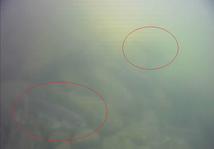 おおたキャナルサイドウォーク 釣り 水中映像