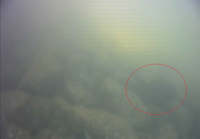 おおたキャナルサイドウォーク 釣り 水中映像