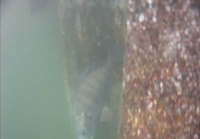 東海緑道公園　釣り　水中映像