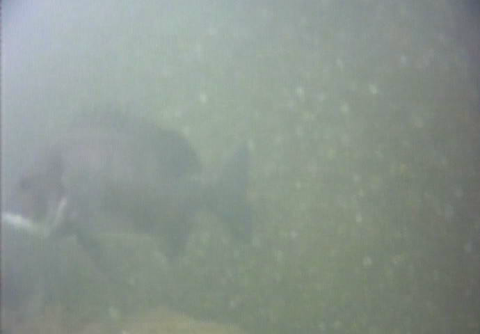 東海緑道公園　釣り　水中映像