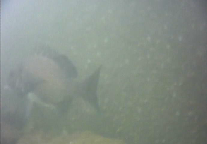 東海緑道公園　釣り　水中映像