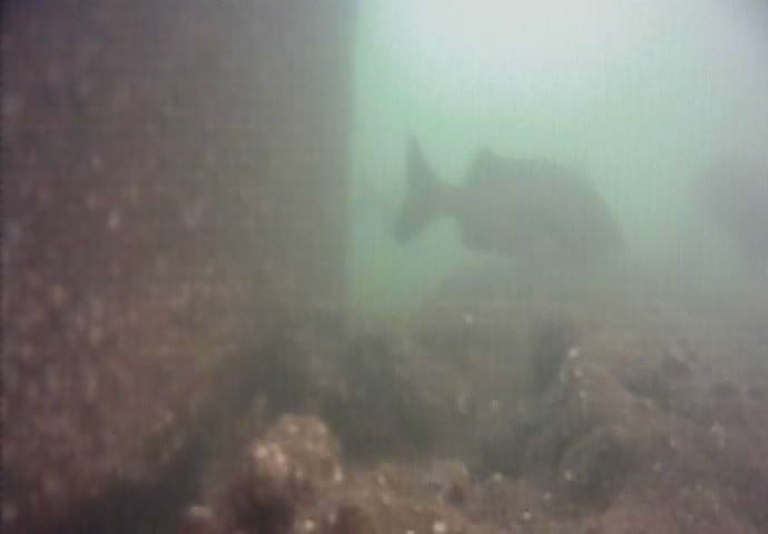 東海緑道公園　釣り　水中映像