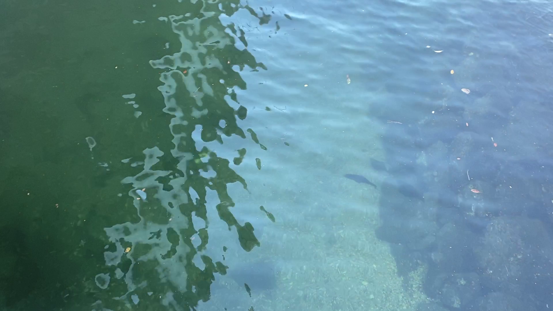 おおたキャナルサイドウォーク 釣り