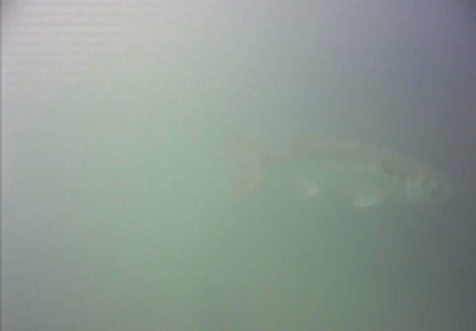 東海緑道公園　釣り　水中映像