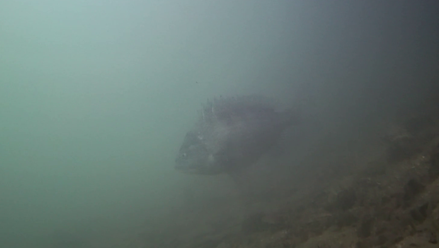 清水漁港 釣り 水中映像