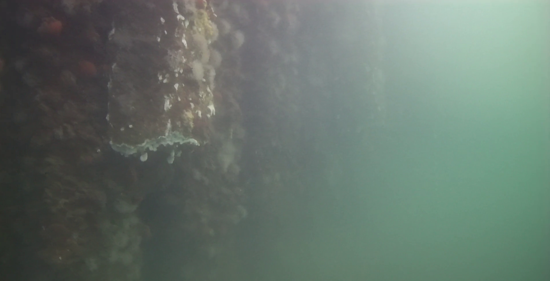 清水漁港 釣り 水中映像