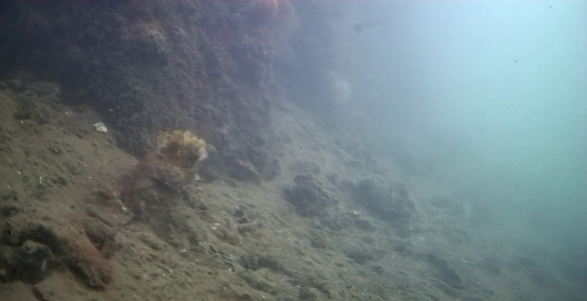 清水漁港 釣り 水中映像