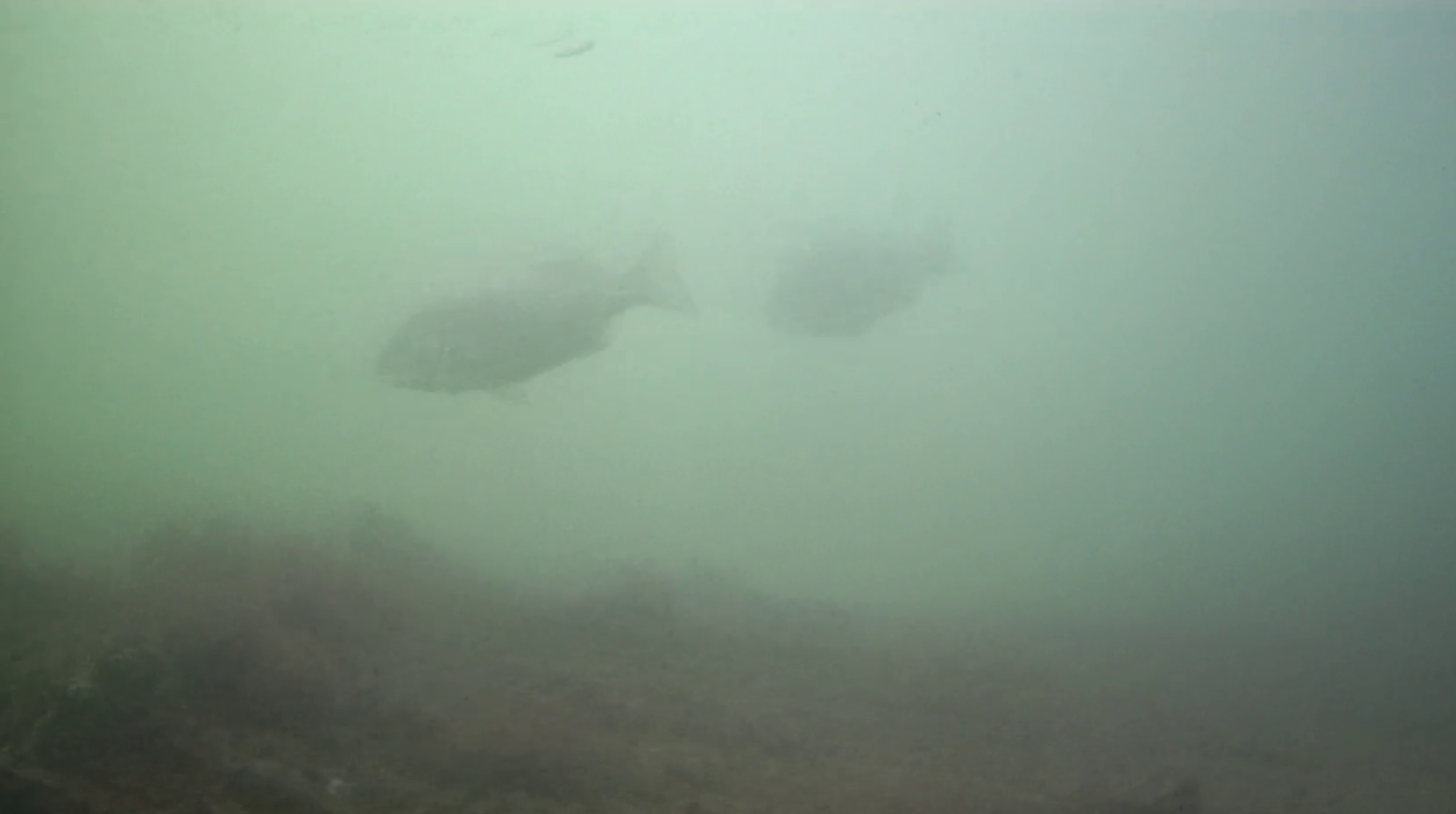 清水漁港 釣り 水中映像