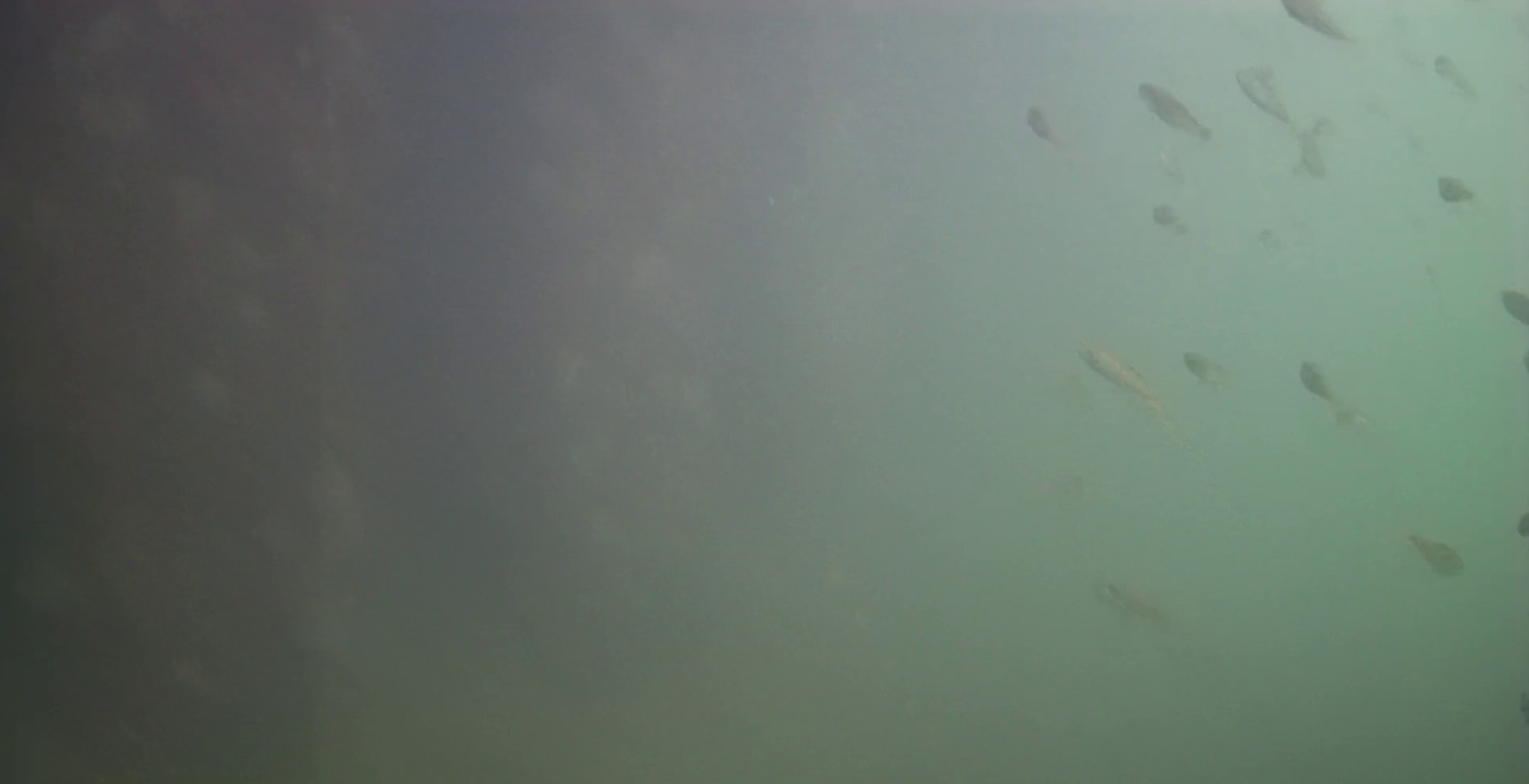 清水漁港 釣り 水中映像