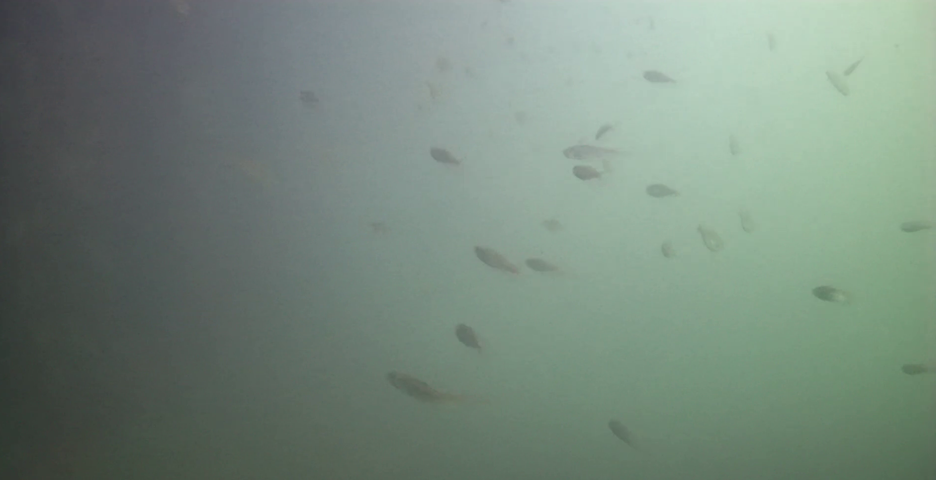 清水漁港 釣り 水中映像