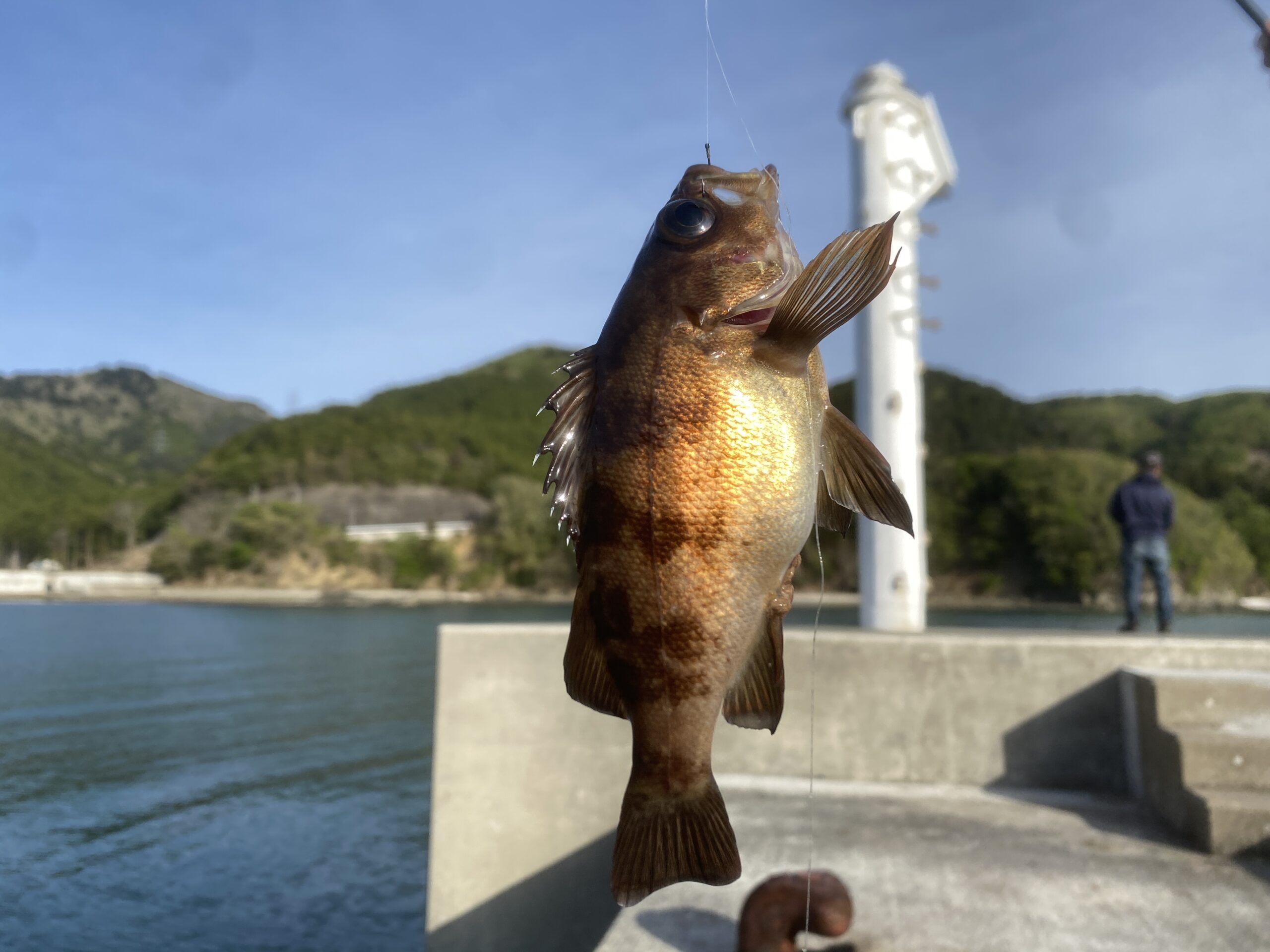 桃浦漁港　釣り