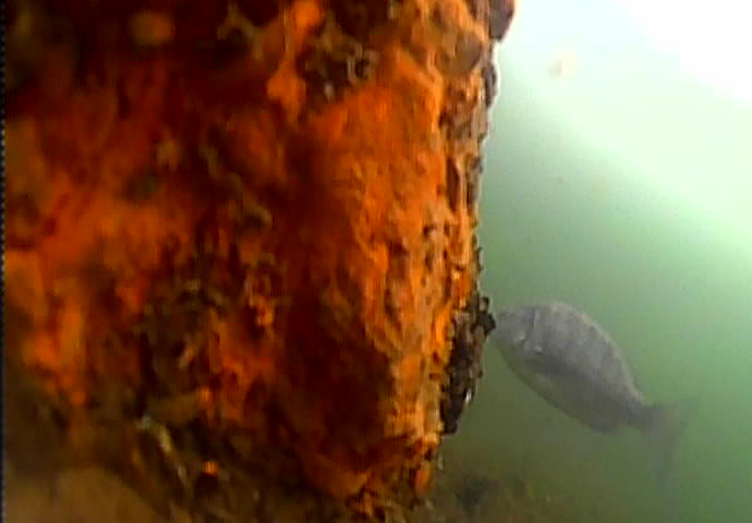 大島川児童遊園　釣り　水中映像