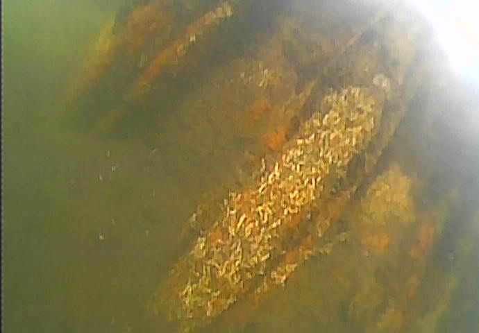 大島川児童遊園　釣り　水中映像