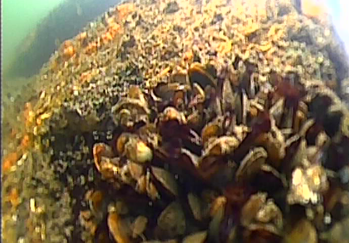 大島川児童遊園　釣り　水中映像